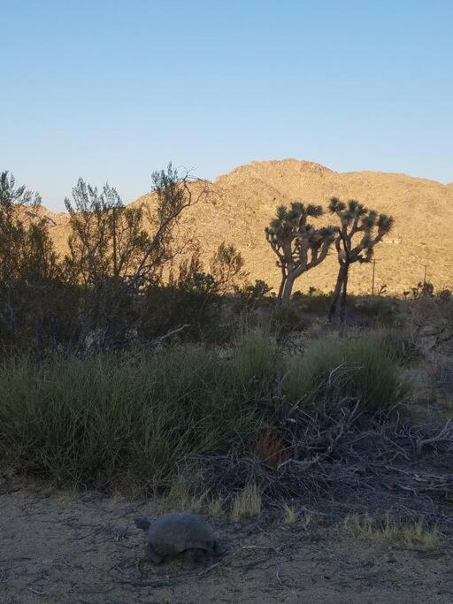 Steph'S Panorama Paradise-Nat'L Park Minutes Away ジョシュア・ツリー エクステリア 写真